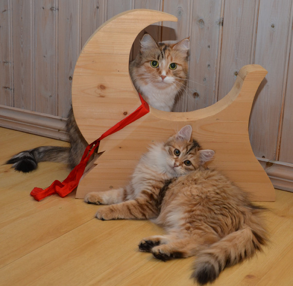 sibirisk katt Jul